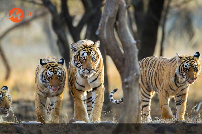 Sawai Madhopur