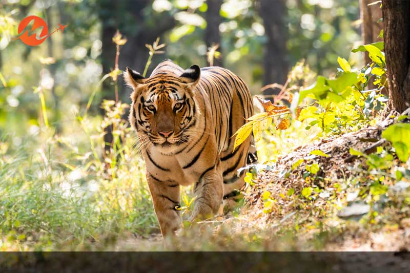Pench National Park