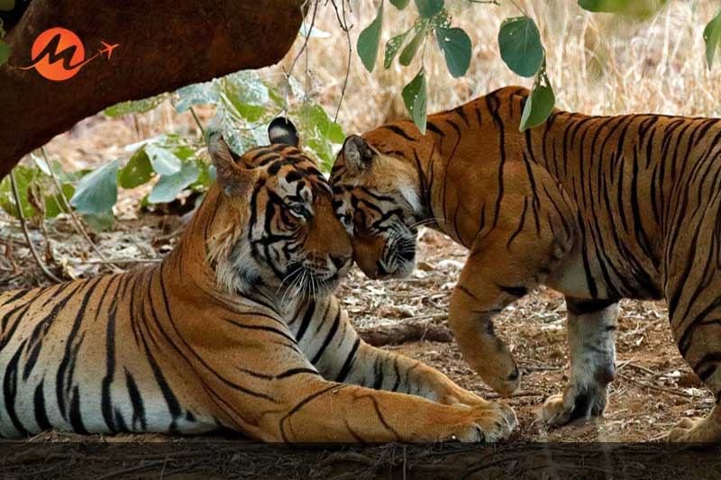 Ranthambore