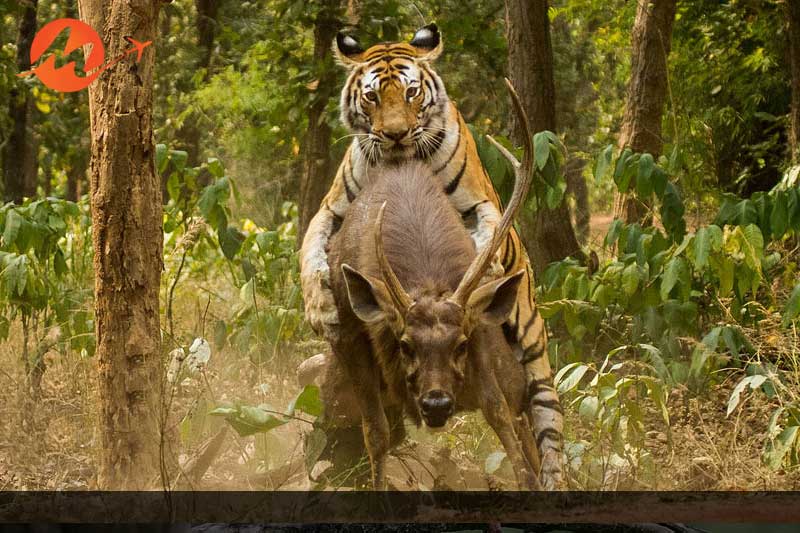 Bandhavgarh National Park