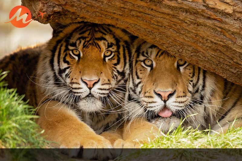 Bengal Tigers