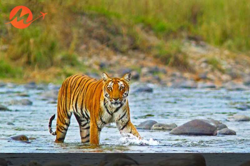 Bengal Tigers