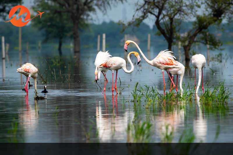Bharatpur Bird Sanctuary