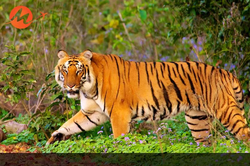 Corbett National Park