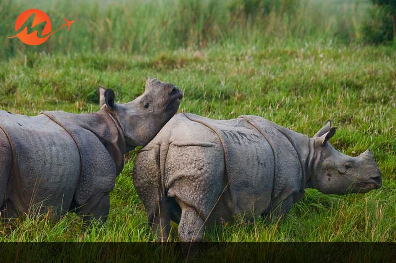 Corbett National Park