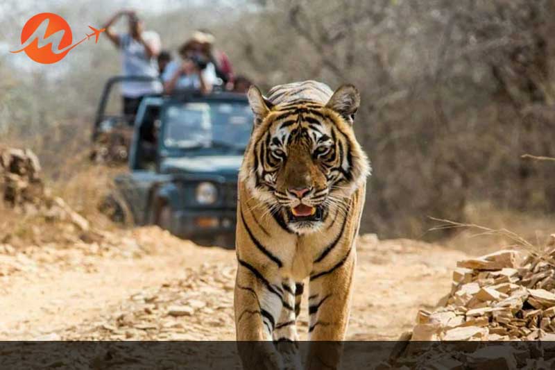 Corbett National Park