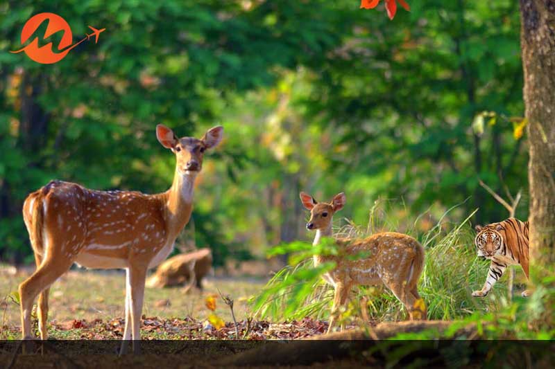 Corbett National Park