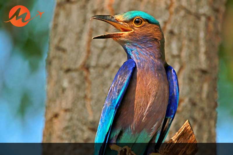 Kanha National Park