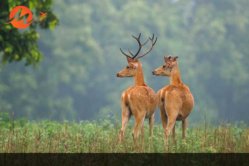 Kanha National Park