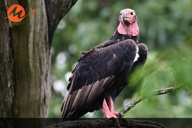 Panna National Park