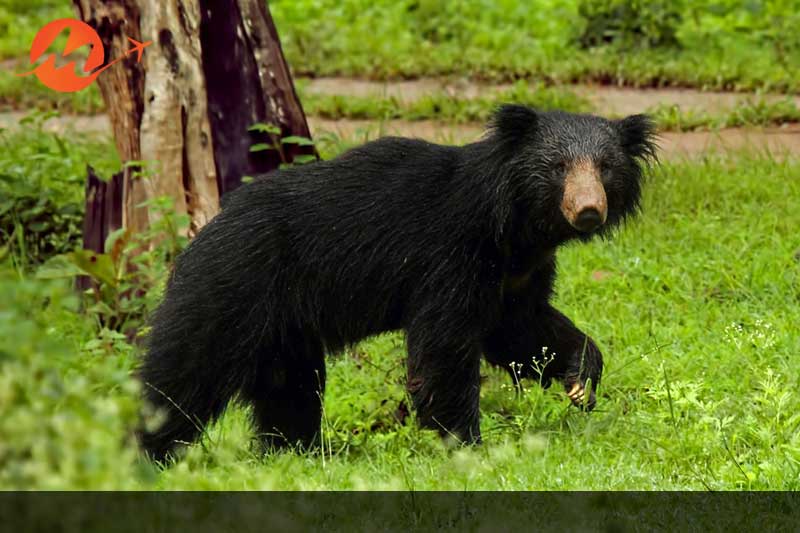 Pench National Park