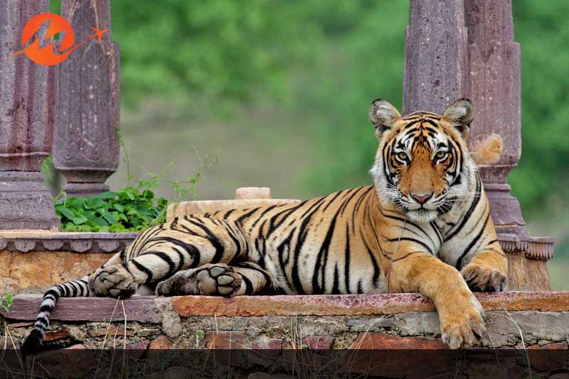 Ranthambore National Park