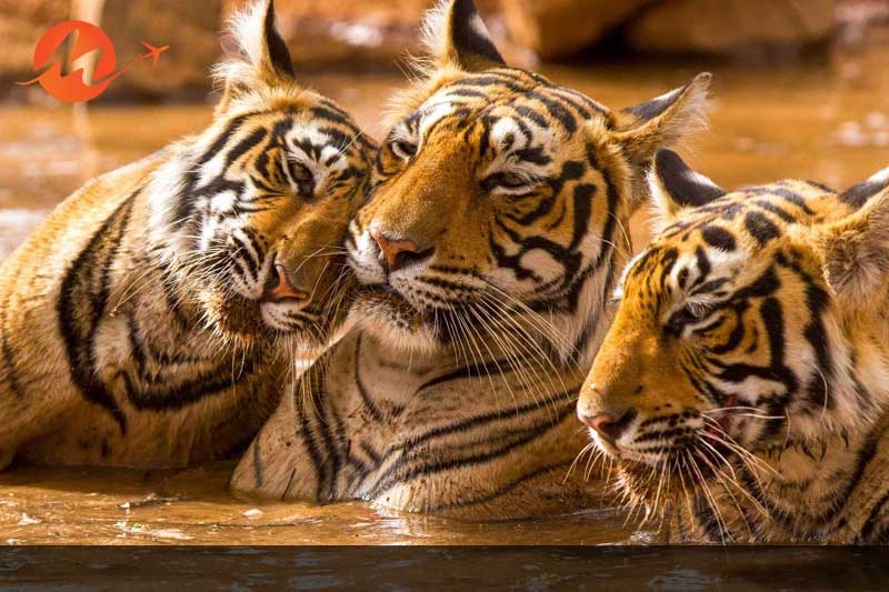 Ranthambore National Park