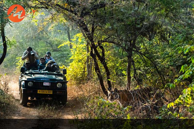 Ranthambore National Park