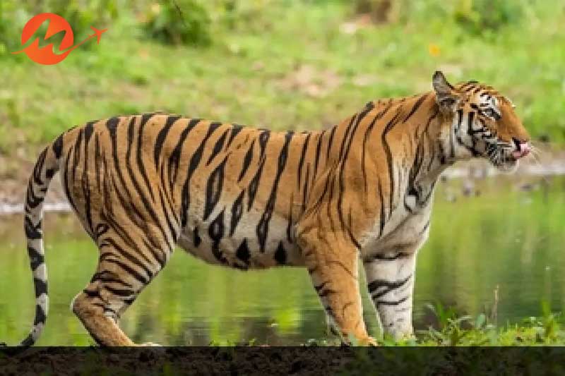 Sariska