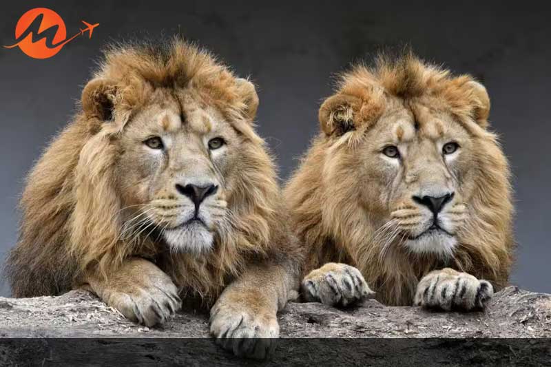 Asiatic lions