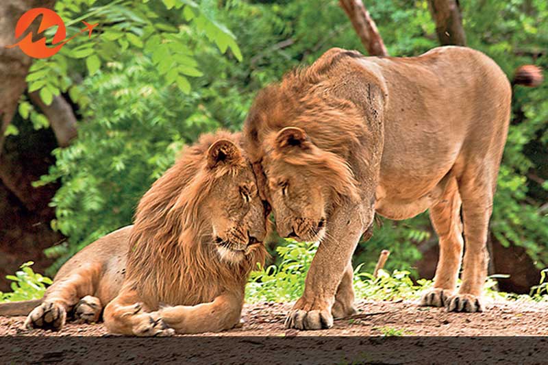 Asiatic lions