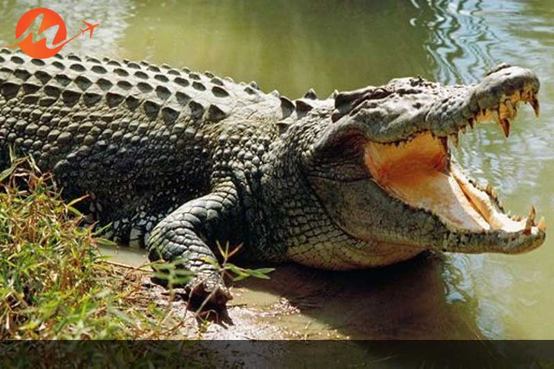 Bhitarkanika National Park