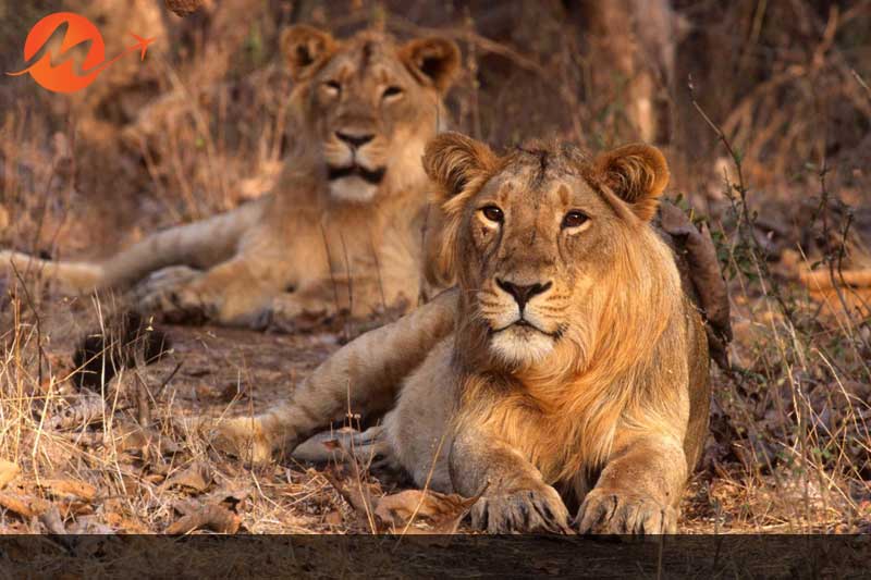 Asiatic lions