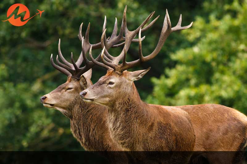 Kaziranga National Park