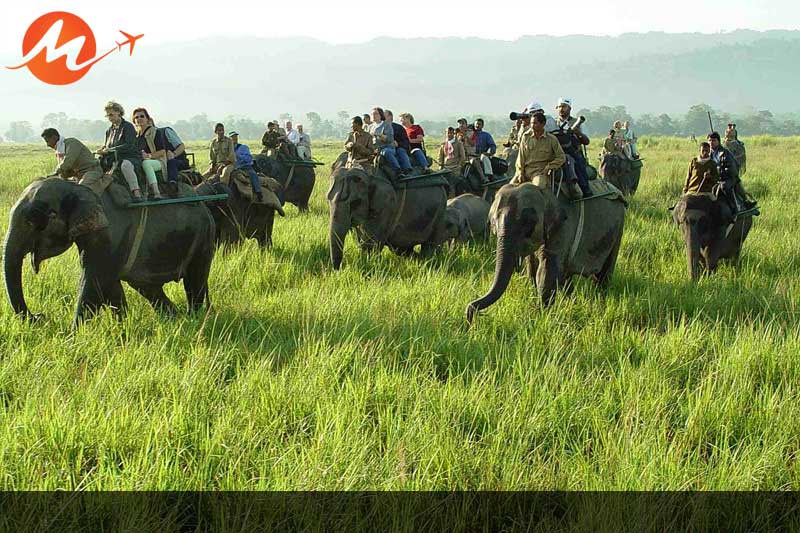 Kaziranga National Park