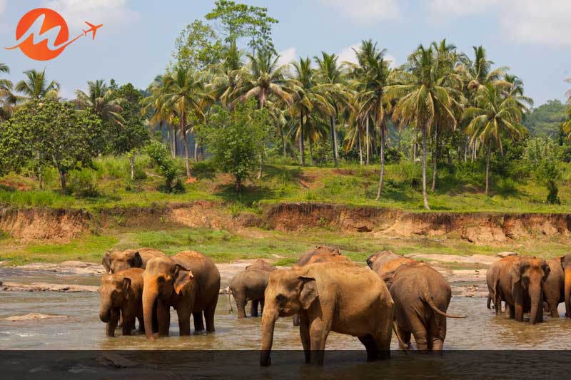 Kaziranga National Park