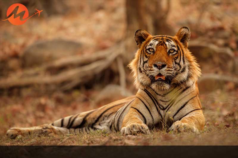 Manas National Park