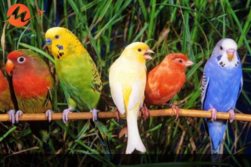 Melodies of Singing Birds