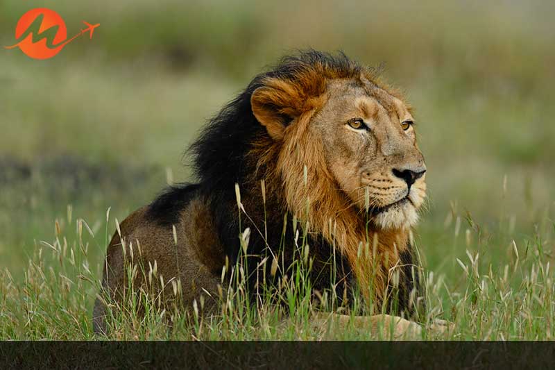 Gir National Park