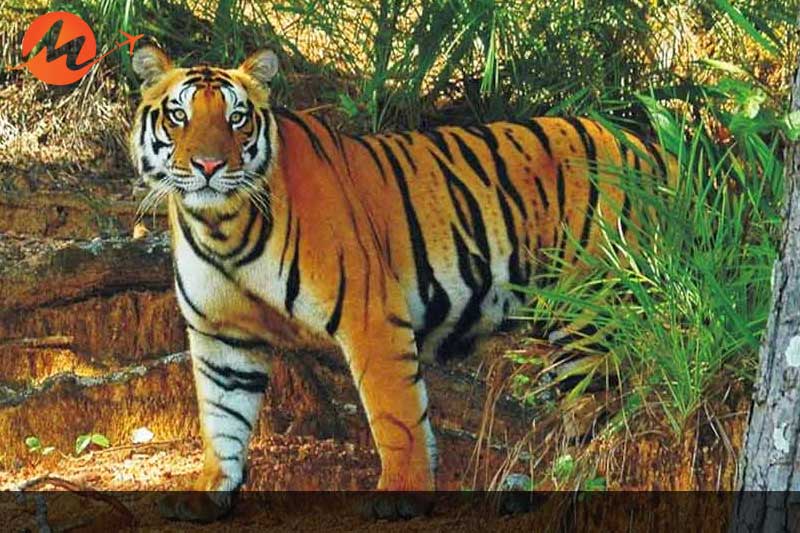 Satkosia- Tiger Reserve
