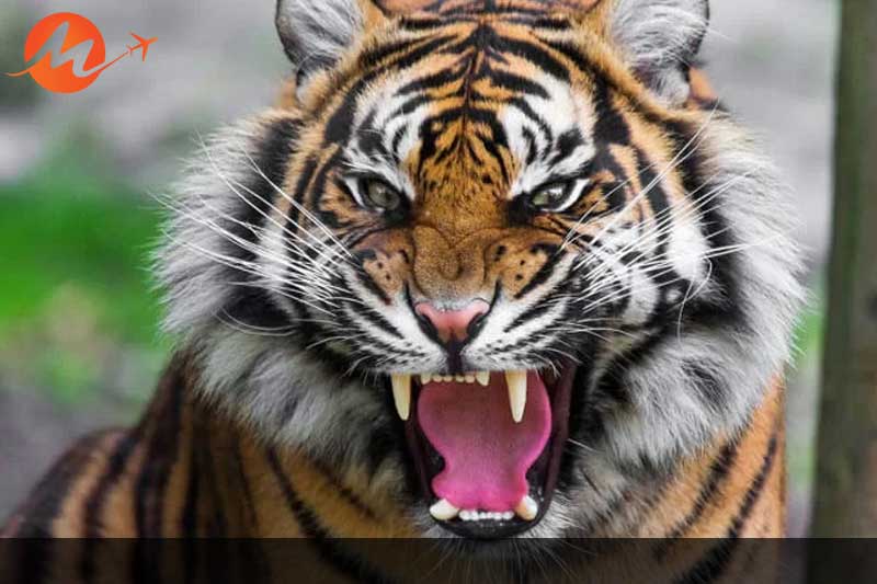 Sundarbans