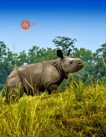Eastern India Wildlife Tour