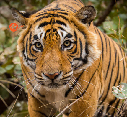 Golden Triangle with Ranthambore