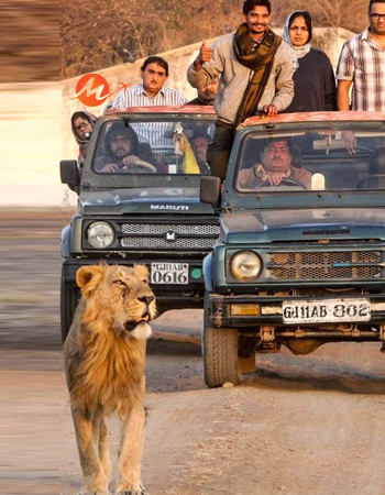 Gir & Runn of Kutch Wildlife Safari