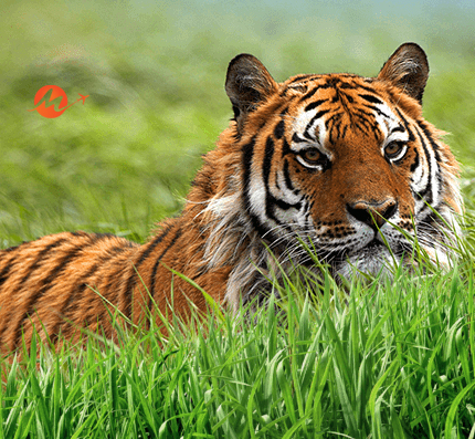 Central India Wildlife Tours