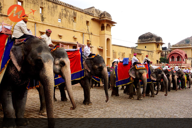 Elephant Safari