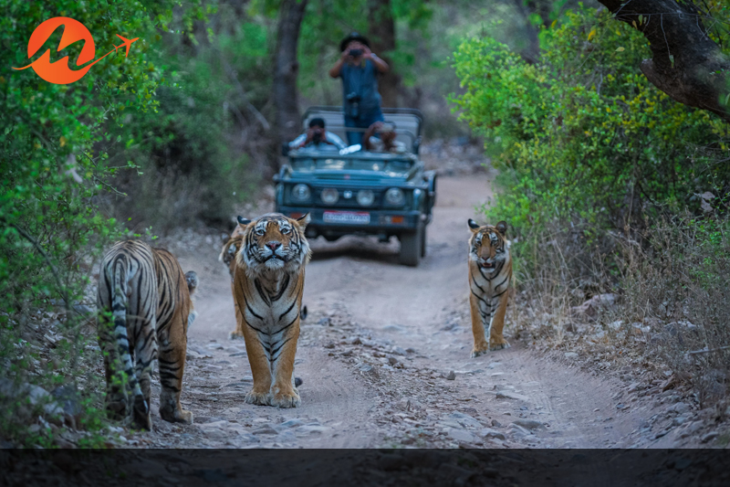 Ranthambore National Park